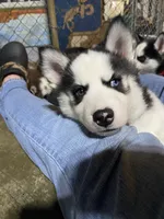 Gray Collar, a male Siberian Husky for sale in Augusta, WV – 9 of 9