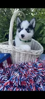 Dark Green Collar, a male Siberian Husky for sale in Augusta, WV – 4 of 10