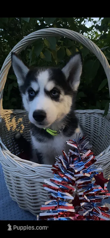 Lime Green Collar  – Siberian Husky puppy for sale in Augusta, WV