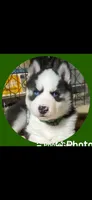 Dark Green Collar, a male Siberian Husky for sale in Augusta, WV – 3 of 10