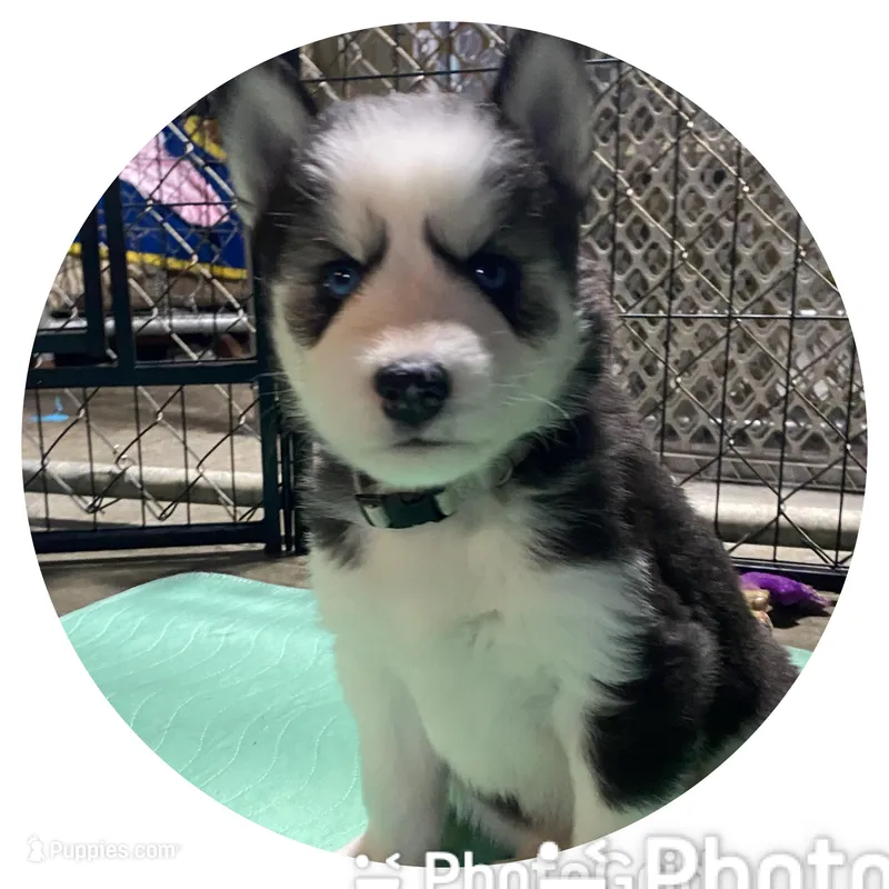 Gray Collar – Siberian Husky puppy for sale in Augusta, WV