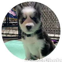 Gray Collar, a male Siberian Husky for sale in Augusta, WV – 5 of 9