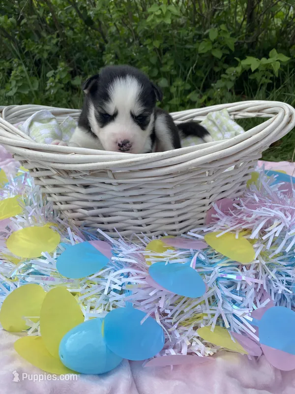 Gray Collar – Siberian Husky puppy for sale in Augusta, WV