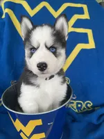 Gray Collar, a male Siberian Husky for sale in Augusta, WV – 4 of 9