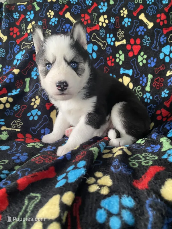 Gray Collar – Siberian Husky puppy for sale in Augusta, WV