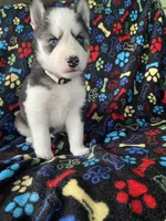 Gray Collar, a male Siberian Husky for sale in Augusta, WV – 8 of 9