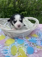 Gray Collar, a male Siberian Husky for sale in Augusta, WV – 7 of 9