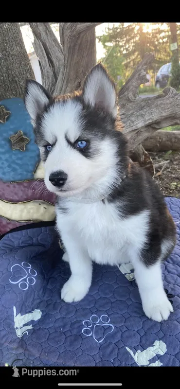Gray Collar – Siberian Husky puppy for sale in Augusta, WV