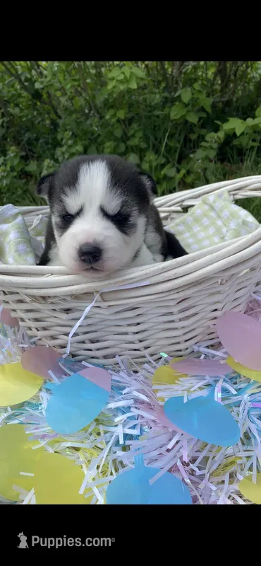 Lime Green Collar  – Siberian Husky puppy for sale in Augusta, WV