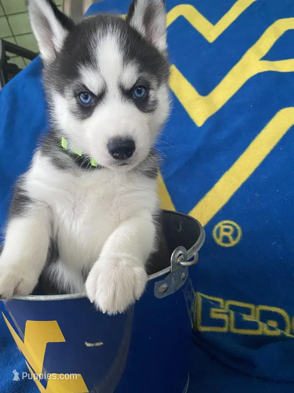 Lime Green Collar  – Siberian Husky puppy for sale in Augusta, WV