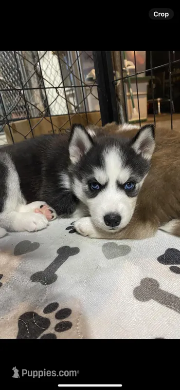 Lime Green Collar  – Siberian Husky puppy for sale in Augusta, WV