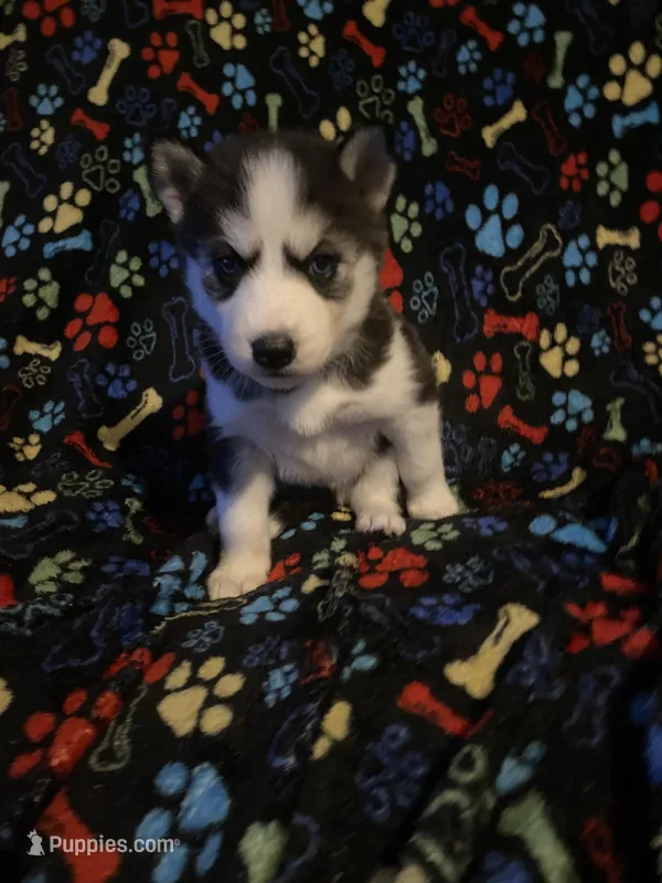 Lime Green Collar  – Siberian Husky puppy for sale in Augusta, WV