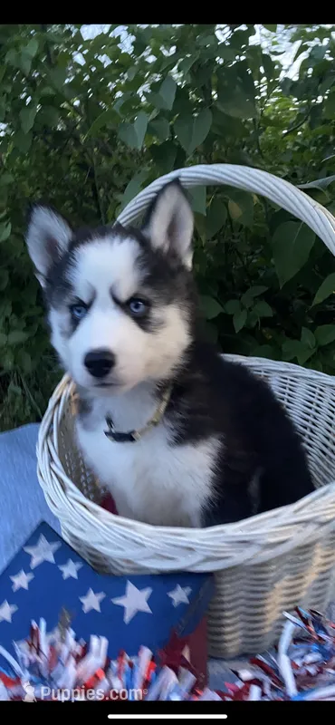 Gray Collar – Siberian Husky puppy for sale in Augusta, WV