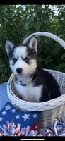 Gray Collar, a male Siberian Husky for sale in Augusta, WV – 2 of 9
