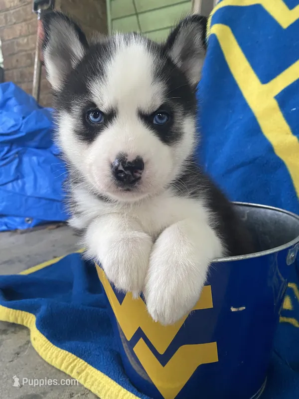 Red collar – Siberian Husky puppy for sale in Augusta, WV
