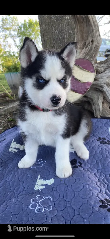 Red collar – Siberian Husky puppy for sale in Augusta, WV