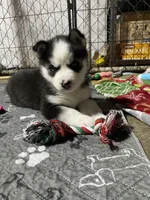 Red collar, a male Siberian Husky for sale in Augusta, WV – 3 of 6