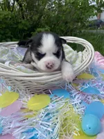Red collar, a male Siberian Husky for sale in Augusta, WV – 6 of 6