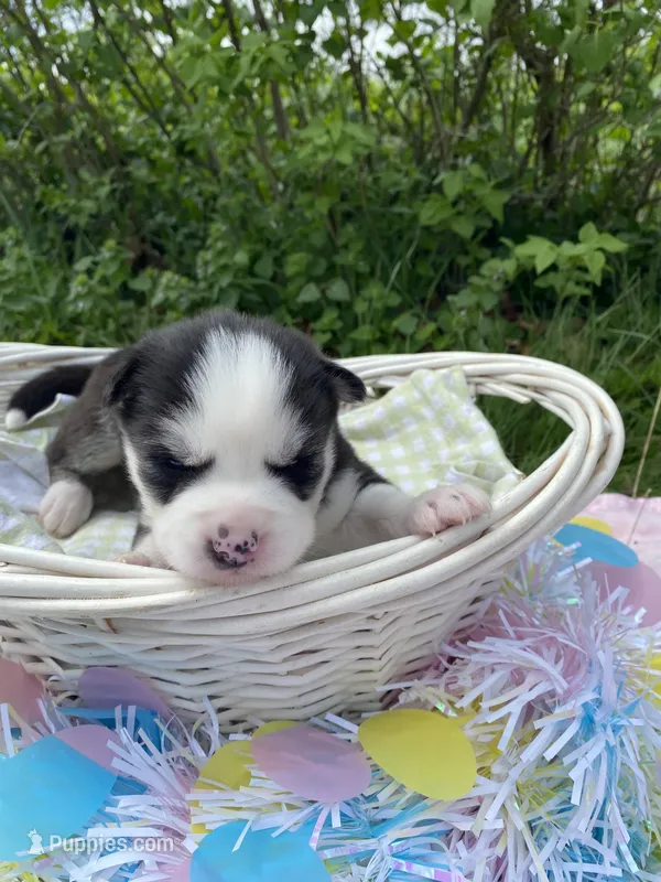 Red collar – Siberian Husky puppy for sale in Augusta, WV