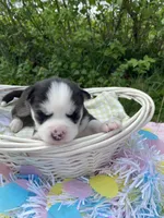 Red collar, a male Siberian Husky for sale in Augusta, WV – 5 of 6