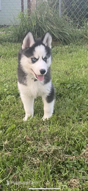Gray Collar – Siberian Husky puppy for sale in Augusta, WV