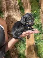 Ozzy, a male Doxiepoo for sale in Grand Saline, TX – 2 of 3