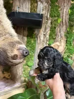 Ozzy, a male Doxiepoo for sale in Grand Saline, TX – 3 of 3