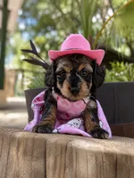 Ocean, a female Doxiepoo for sale in Grand Saline, TX – 4 of 5