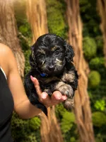 Ozzy, a male Doxiepoo for sale in Grand Saline, TX – 1 of 3