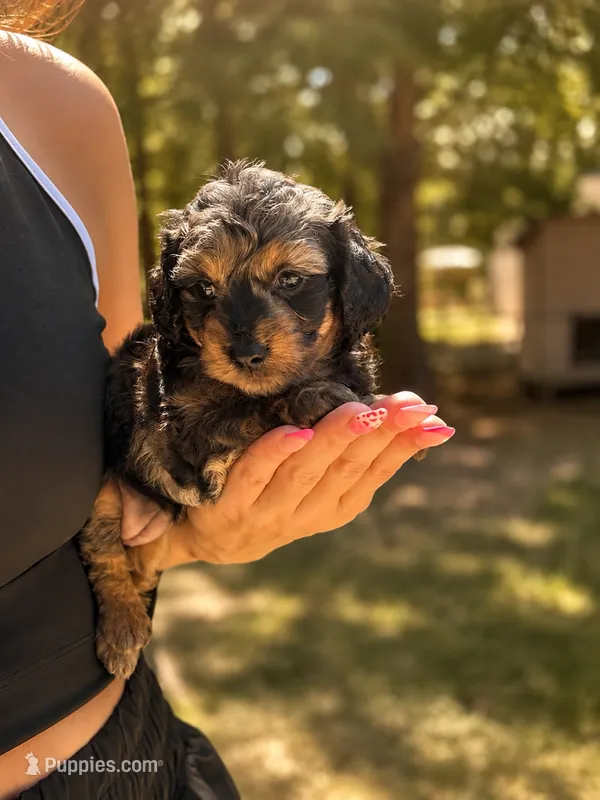 Ocean – Doxiepoo puppy for sale in Grand Saline, TX