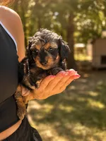Ocean, a female Doxiepoo for sale in Grand Saline, TX – 1 of 5