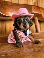 Ocean, a female Doxiepoo for sale in Grand Saline, TX – 2 of 5