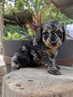 Ocean, a female Doxiepoo for sale in Grand Saline, TX – 3 of 5
