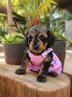 Ocean, a female Doxiepoo for sale in Grand Saline, TX – 5 of 5