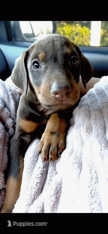Zeus – Doberman Pinscher puppy for sale in Ontario, CA