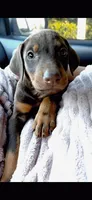 Zeus, a male Doberman Pinscher for sale in Ontario, CA – 1 of 1