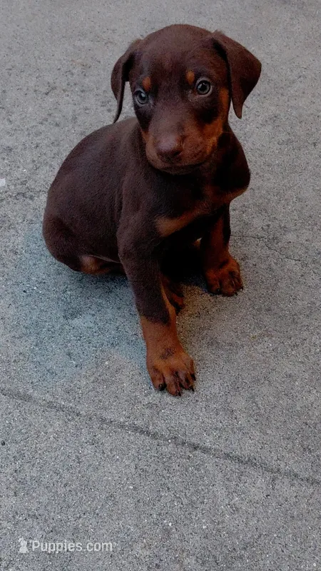 Zeus – Doberman Pinscher puppy for sale in Ontario, CA
