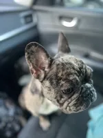Harley, a female French Bulldog for sale in Boston, MA – 4 of 9