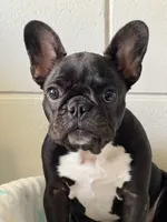 Mr. James Bond, a male French Bulldog for sale in Boston, MA – Photo 6 of 8