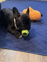 Mr. James Bond, a male French Bulldog for sale in Boston, MA – Photo 1 of 8