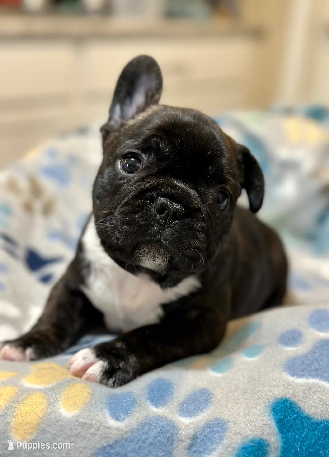 Mr. James Bond, a male French Bulldog for sale in Boston, MA – Photo 5 of 8