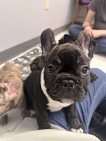 Mr. James Bond, a male French Bulldog for sale in Boston, MA – Photo 3 of 8