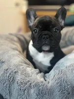 Mr. James Bond, a male French Bulldog for sale in Boston, MA – Photo 4 of 8