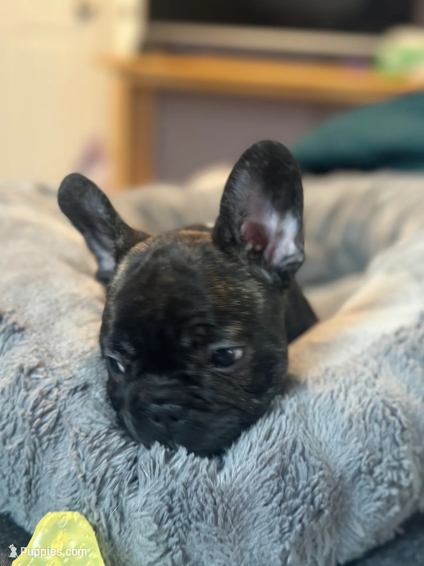 Mr. James Bond, a male French Bulldog for sale in Boston, MA – Photo 2 of 8