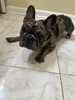 Harley, a female French Bulldog for sale in Boston, MA – 8 of 9