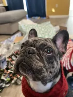 Harley, a female French Bulldog for sale in Boston, MA – 5 of 9
