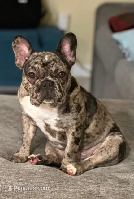 Harley, a female French Bulldog for sale in Boston, MA – 1 of 9