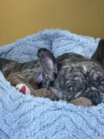 Harley, a female French Bulldog for sale in Boston, MA – 7 of 9