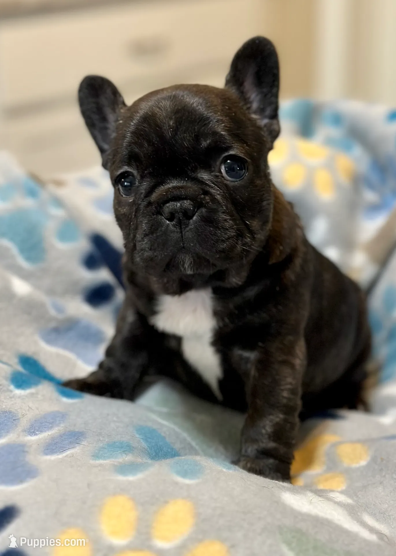 Brie, a female French Bulldog for sale in Boston, MA – Photo 4 of 10