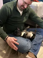 Brie, a female French Bulldog for sale in Boston, MA – Photo 3 of 10